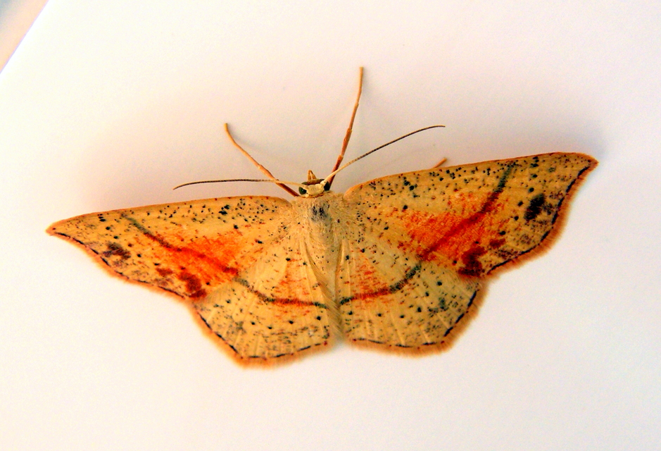 Cyclophora punctaria - sávos pettyesaraszoló