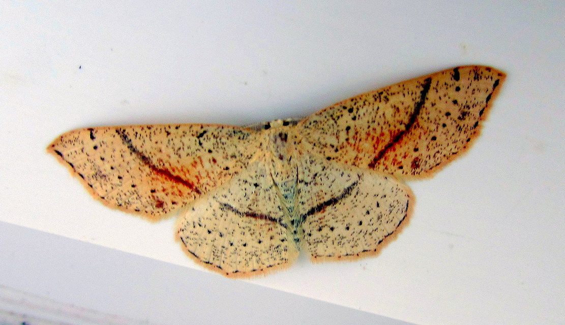 Cyclophora punctaria - sávos pettyesaraszoló