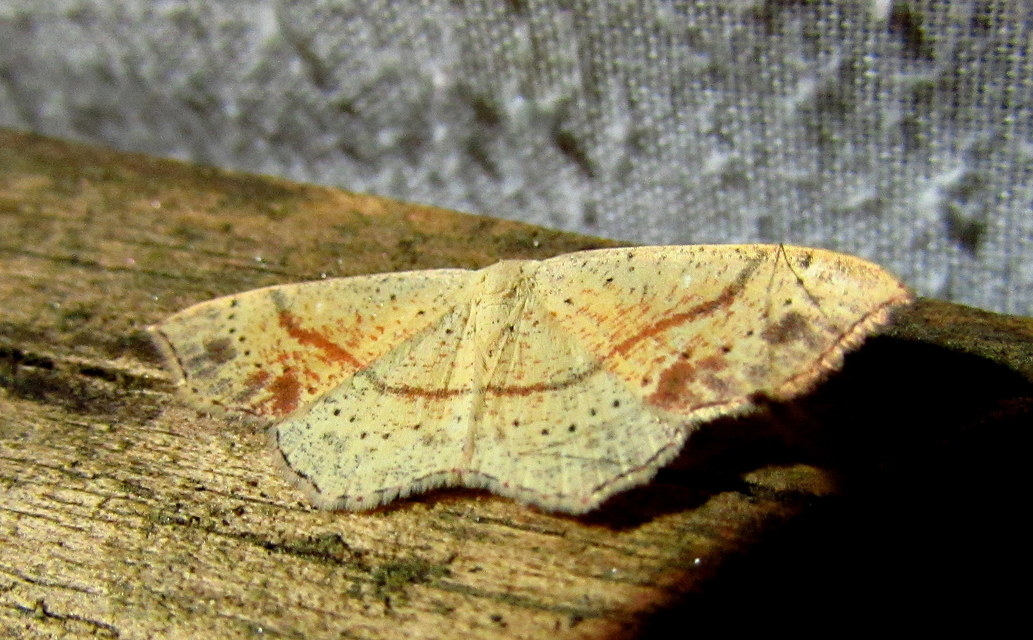 Cyclophora punctaria - sávos pettyesaraszoló