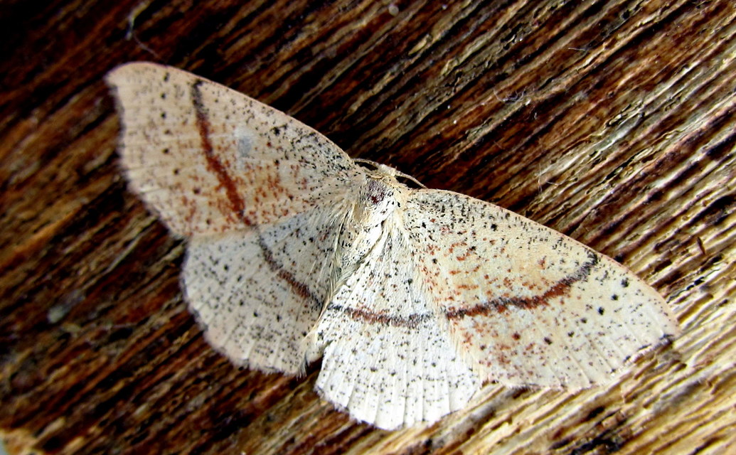Cyclophora punctaria - sávos pettyesaraszoló