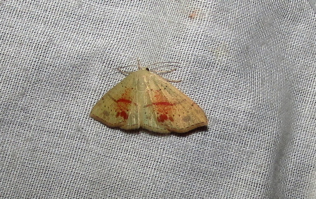 Cyclophora punctaria - sávos pettyesaraszoló
