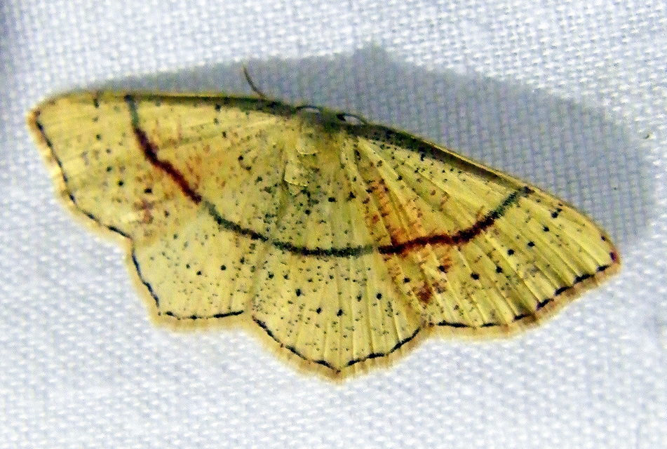 Cyclophora punctaria - sávos pettyesaraszoló
