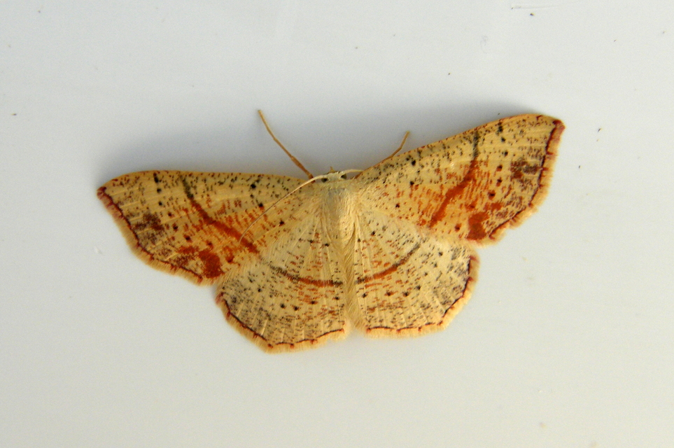 Cyclophora punctaria - sávos pettyesaraszoló