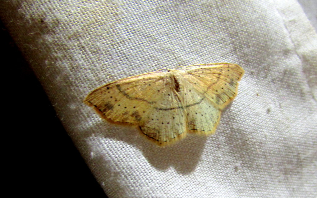 Cyclophora punctaria - sávos pettyesaraszoló