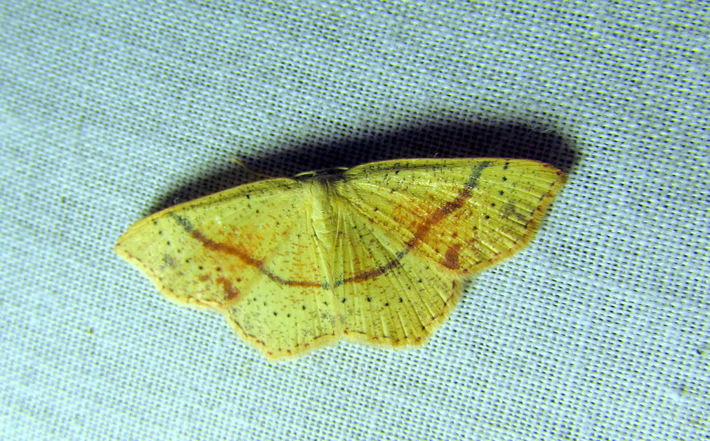 Cyclophora punctaria - sávos pettyesaraszoló