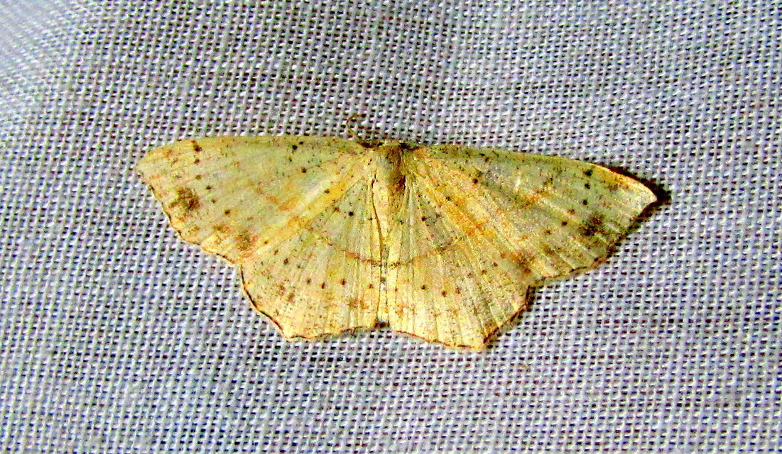 Cyclophora punctaria - sávos pettyesaraszoló