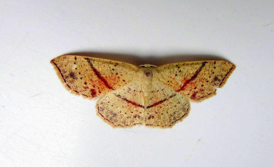 Cyclophora punctaria - sávos pettyesaraszoló