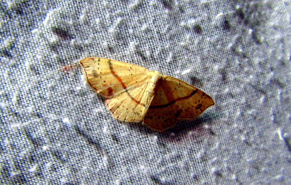 Cyclophora punctaria - sávos pettyesaraszoló