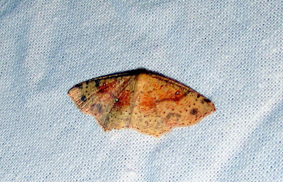 Cyclophora punctaria - sávos pettyesaraszoló