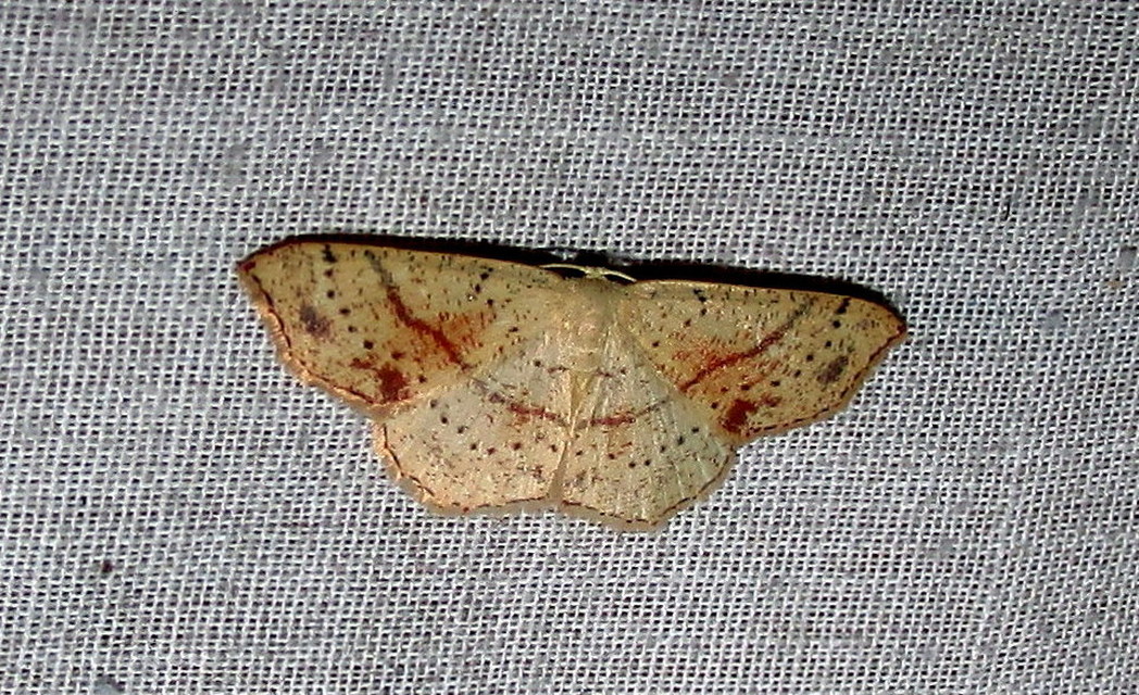 Cyclophora punctaria - sávos pettyesaraszoló