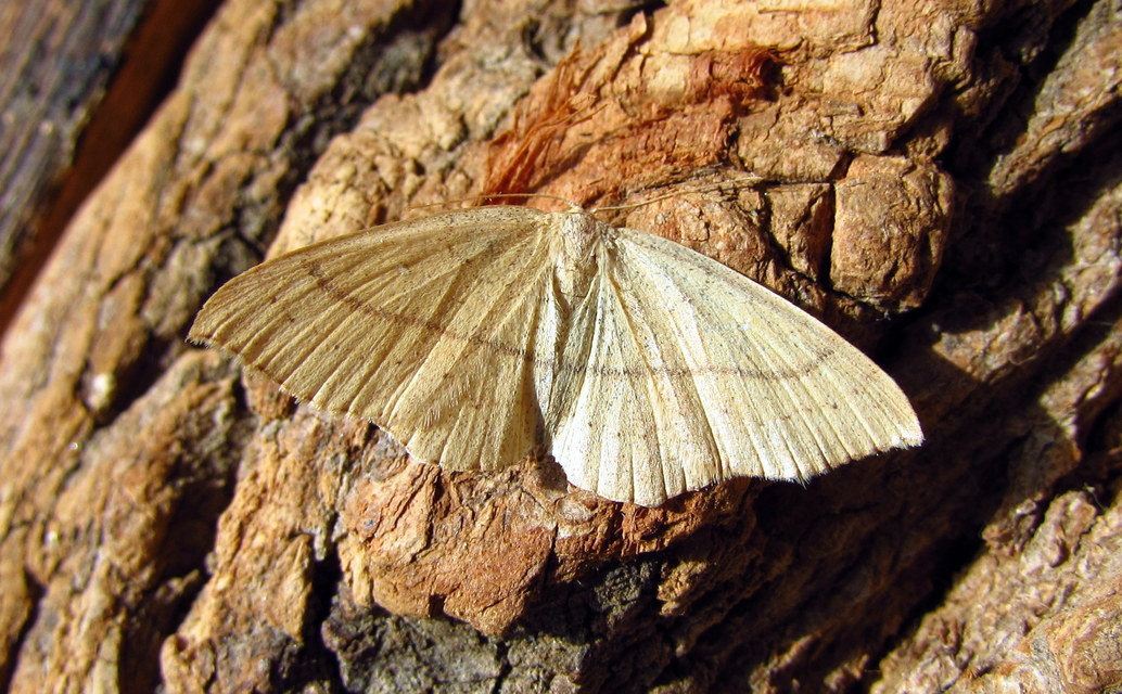 Cyclophora ruficiliaria - vörösrojtú pettyesaraszoló