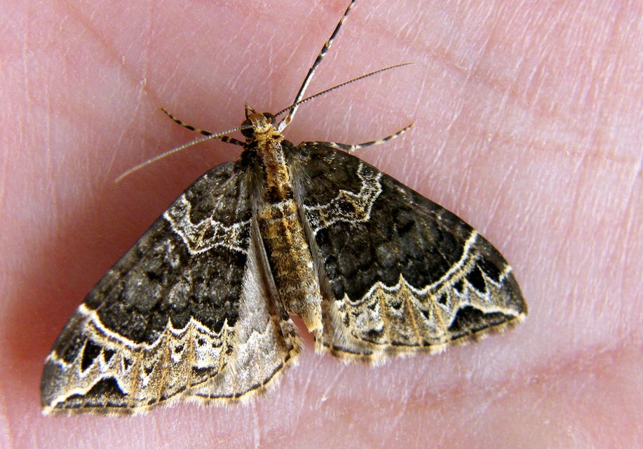 Ecliptopera silaceata - barna tarkaaraszoló