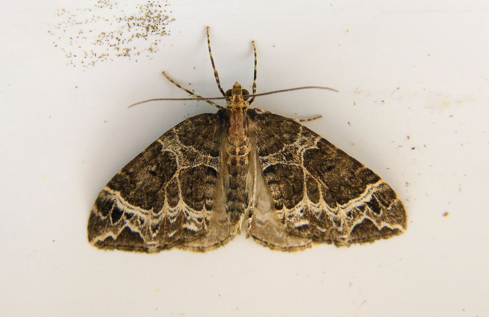 Ecliptopera silaceata - barna tarkaaraszoló