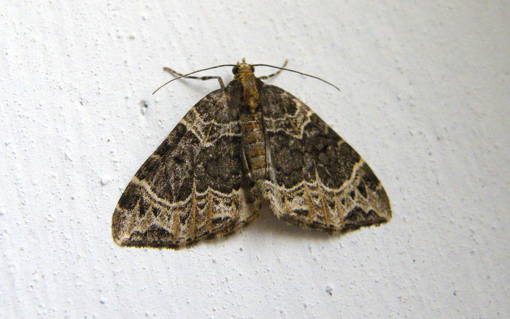 Ecliptopera silaceata - barna tarkaaraszoló