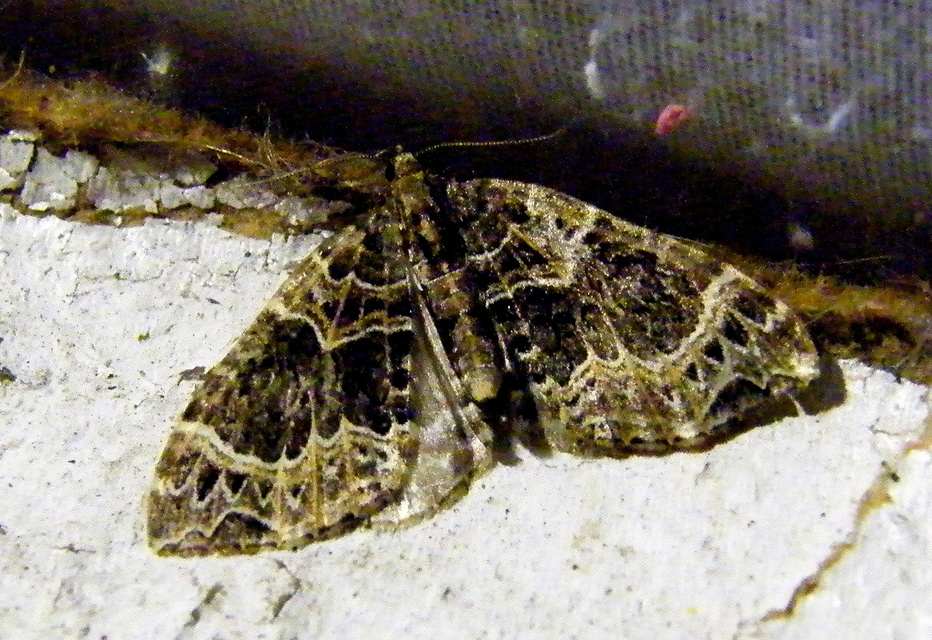 Ecliptopera silaceata - barna tarkaaraszoló
