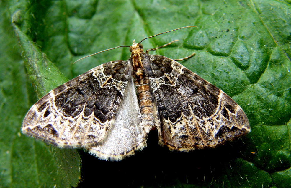 Ecliptopera silaceata - barna tarkaaraszoló