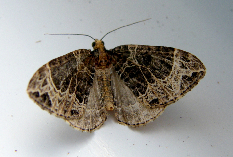 Ecliptopera silaceata - barna tarkaaraszoló