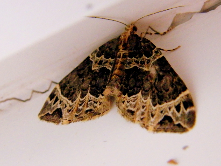Ecliptopera silaceata - barna tarkaaraszoló