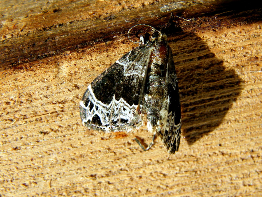 Ecliptopera silaceata - barna tarkaaraszoló