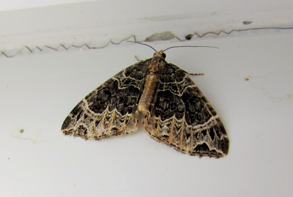 Ecliptopera silaceata - barna tarkaaraszoló