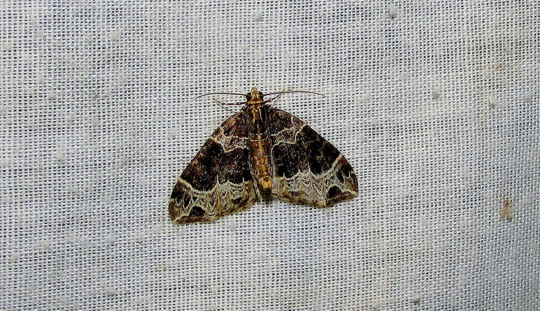 Ecliptopera silaceata - barna tarkaaraszoló