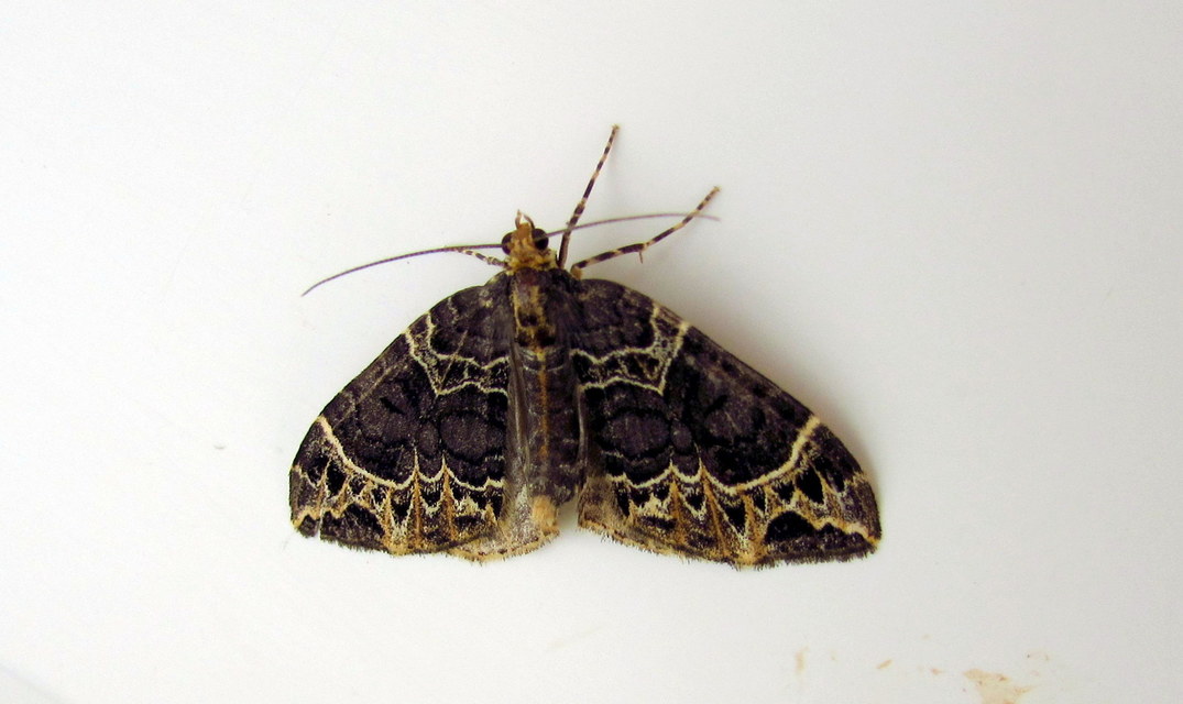 Ecliptopera silaceata - barna tarkaaraszoló