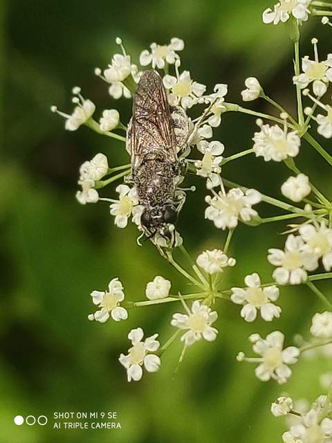 Lasiopa