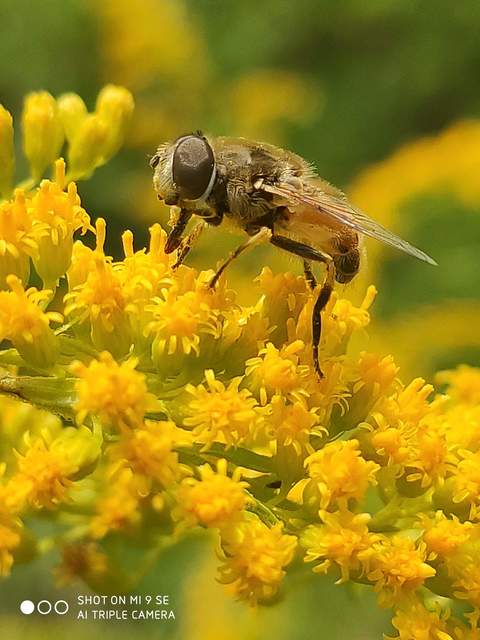 Eristalis arbustorum - fehérarcú herelégy