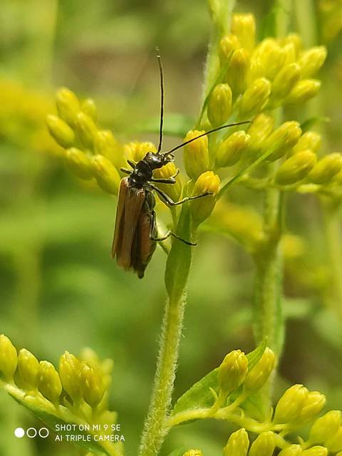 Oedemera femorata - sárgahátú álcincér