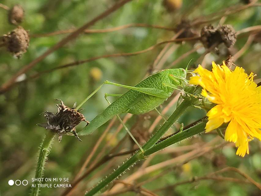 Phaneroptera nana - pontozott repülőszöcske