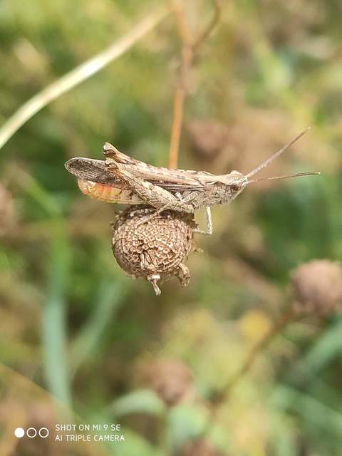 Chorthippus brunneus - közönséges tarlósáska