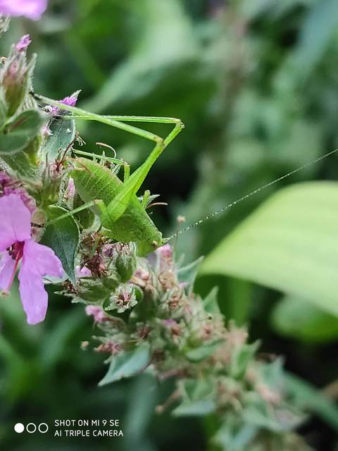 Phaneroptera nana - pontozott repülőszöcske