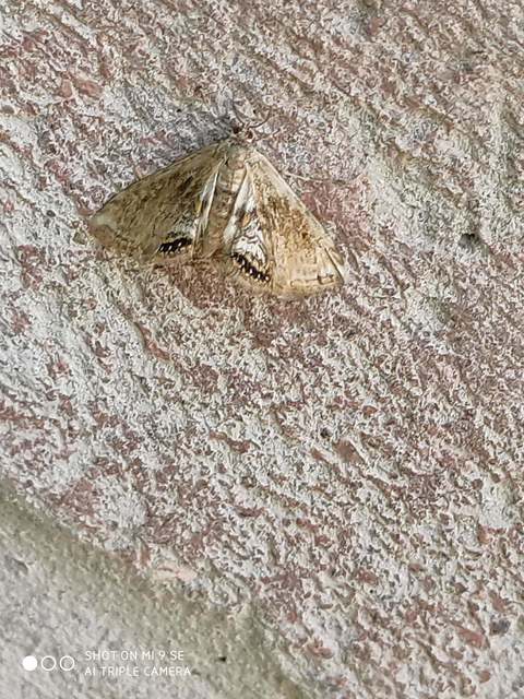 Cataclysta lemnata - békalencsemoly