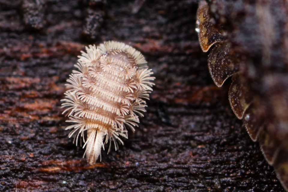 Polyxenus lagurus