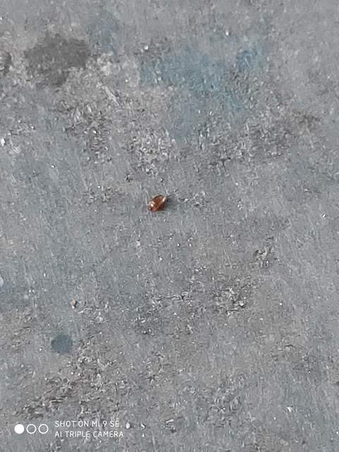 Cryptophagidae - penészbogárfélék