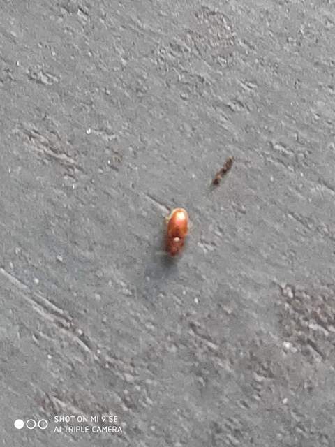 Cryptophagidae - penészbogárfélék