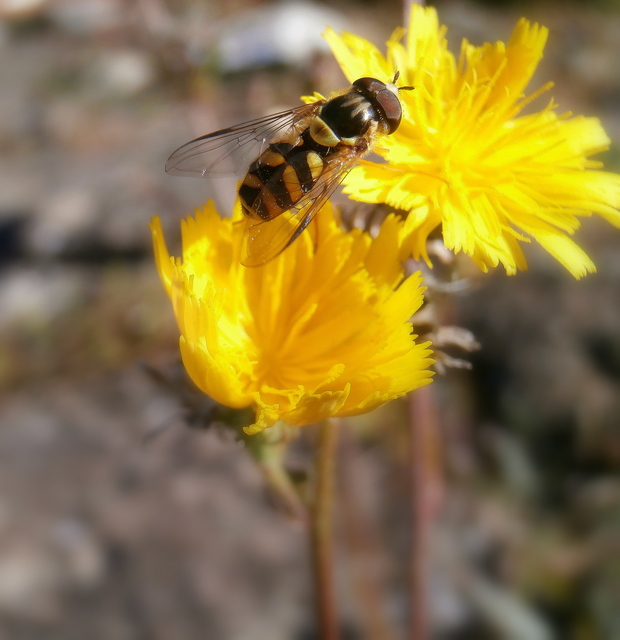 Dasysyrphus albostriatus - csíkoshátú erdeilégy