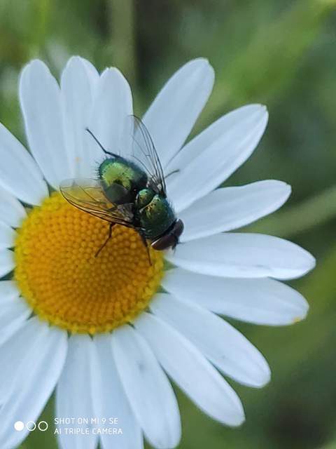 Lucilia