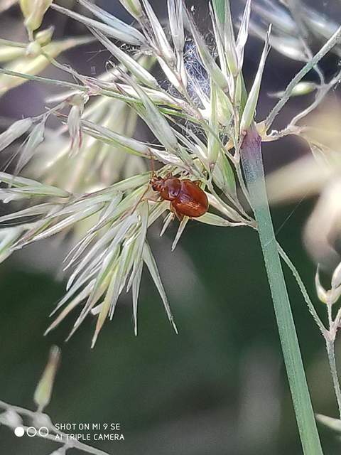 Neocrepidodera ferruginea - közönséges pázsitfű-földibolha