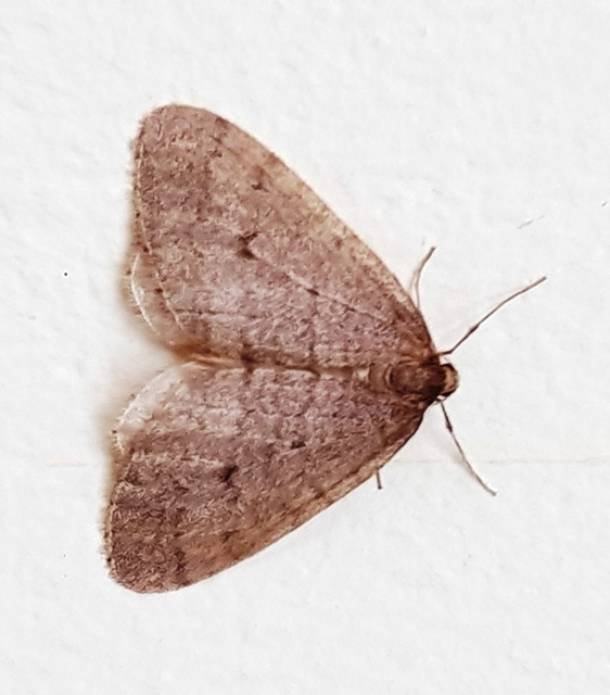 Operophtera brumata - kis téliaraszoló