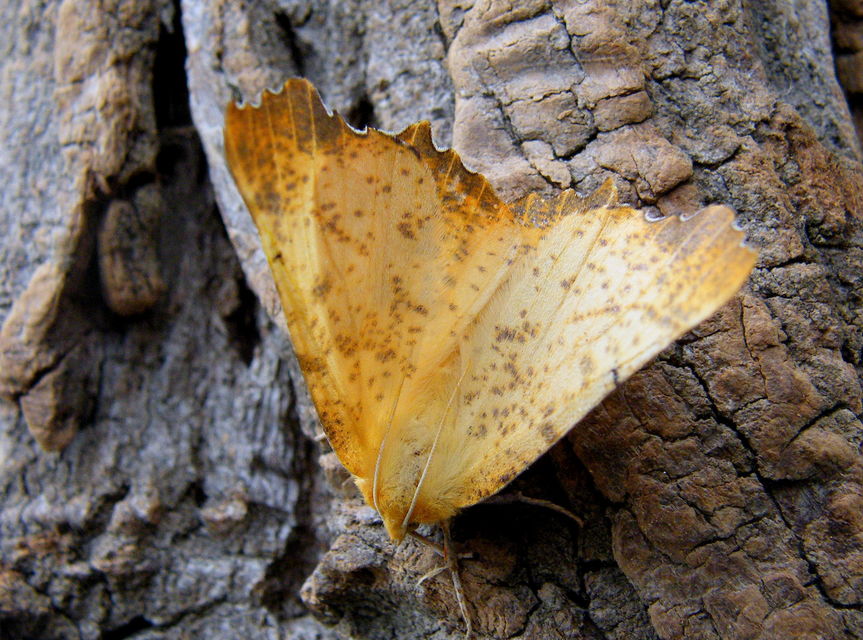 Ennomos autumnaria - őszi levélaraszoló