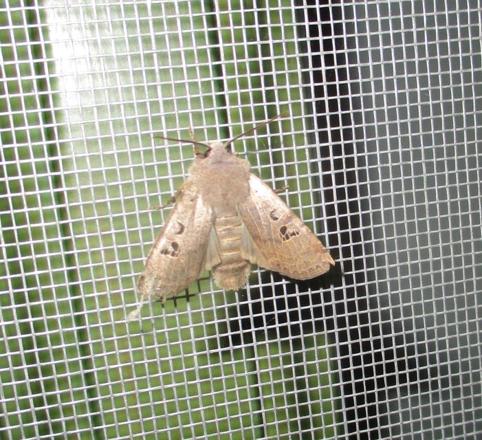 Conistra rubiginosa - szürke télibagoly