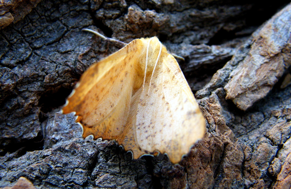 Ennomos autumnaria - őszi levélaraszoló