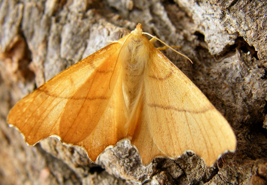 Ennomos erosaria - hársfa-levélaraszoló