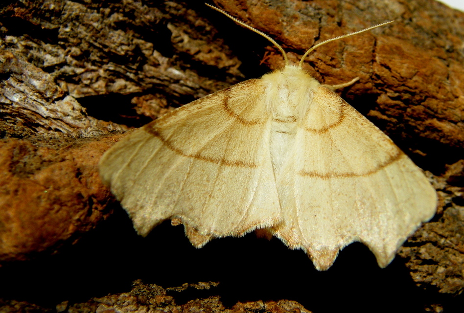 Ennomos erosaria - hársfa-levélaraszoló