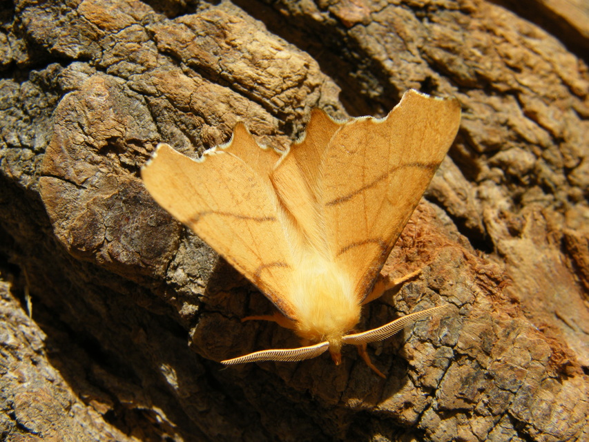 Ennomos erosaria - hársfa-levélaraszoló