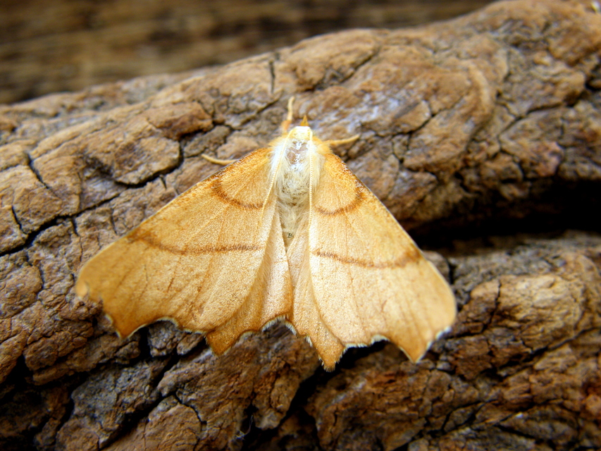 Ennomos erosaria - hársfa-levélaraszoló