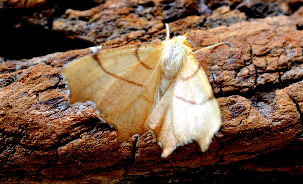 Ennomos erosaria - hársfa-levélaraszoló