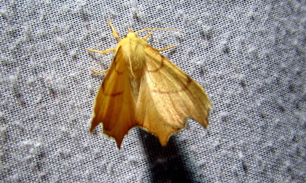 Ennomos erosaria - hársfa-levélaraszoló