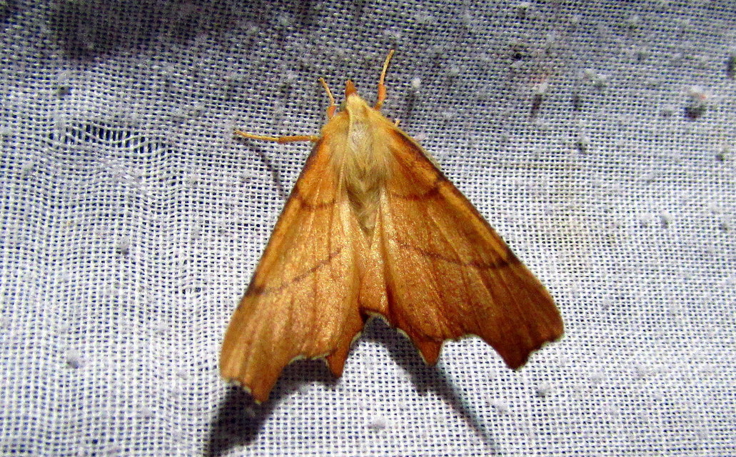Ennomos erosaria - hársfa-levélaraszoló